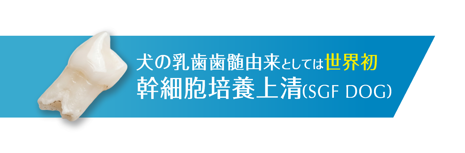 犬の乳歯歯髄由来としては世界初幹細胞培養上清（SGFDOG）